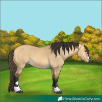 Horse Color:Buckskin Dun 