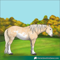 Horse Color:Palomino Splash Frame  and Palomino Splash Frame 