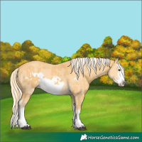 Horse Color:Palomino Splash Frame  and Palomino Splash Frame 