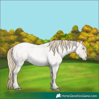 Horse Color:Smoky Creme Roan Dun 