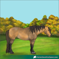 Horse Color:Buckskin 