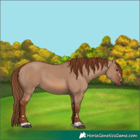 Horse Color:Red Dun 
