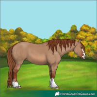 Horse Color:Red Dun 