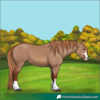 Horse Color:Red Dun 