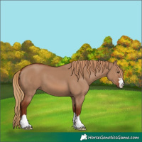 Horse Color:Red Dun 