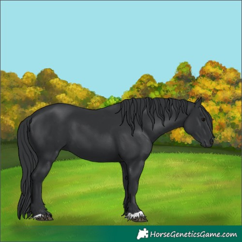 Horse Color:Black 