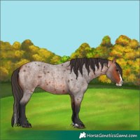 Horse Color:Bay Roan Splash 