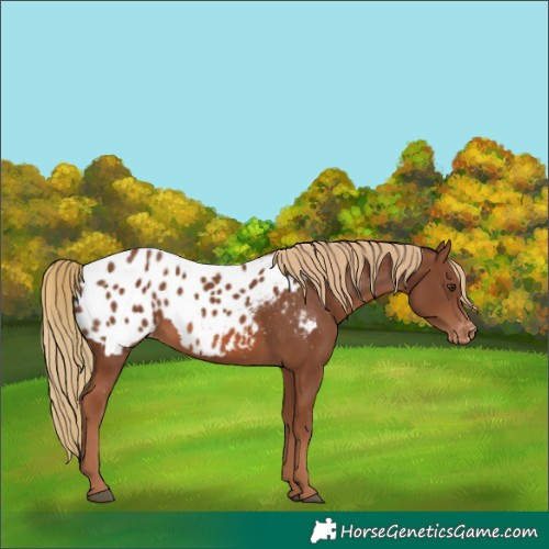 Horse Color:Chestnut Appaloosa 
