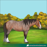 Horse Color:Bay Roan Splash