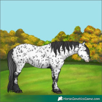 Horse Color:Black Near Leopard 