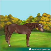 Horse Color:Gray Chestnut 