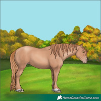 Horse Color:Gold Champagne 
