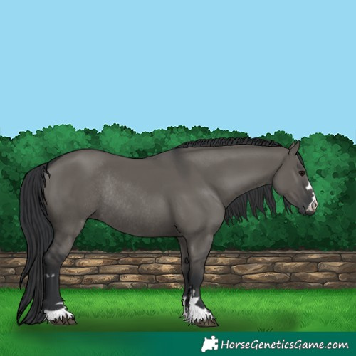 Horse Color:Grullo Rabicano 