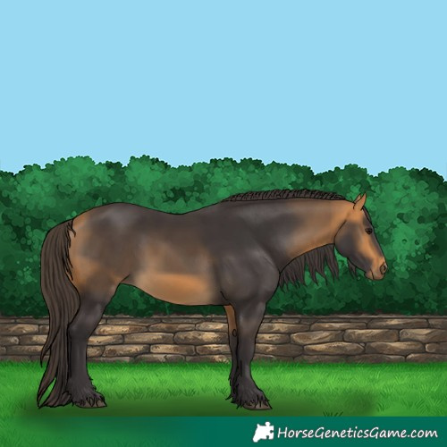 Horse Color:Buckskin 