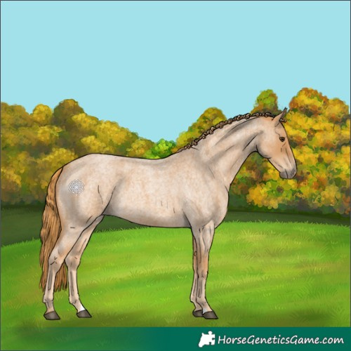 Horse Color:Red Roan 