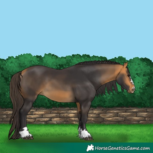 Horse Color:Buckskin 