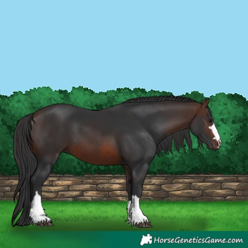 Horse Color:Brown 