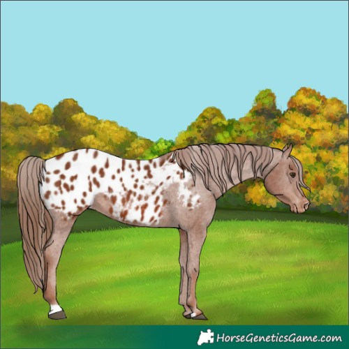 Horse Color:Chestnut Appaloosa 