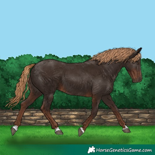 Horse Color:Liver Chestnut 
