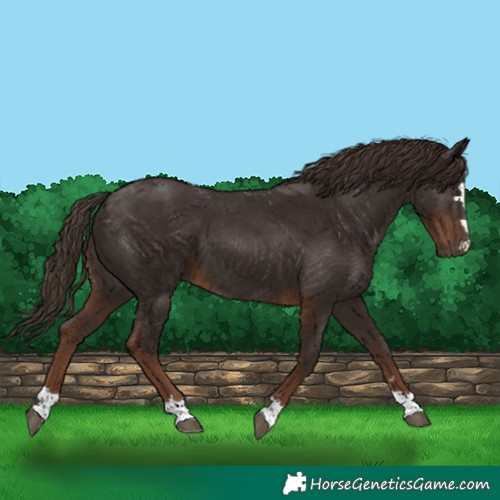 Horse Color:Liver Chestnut 