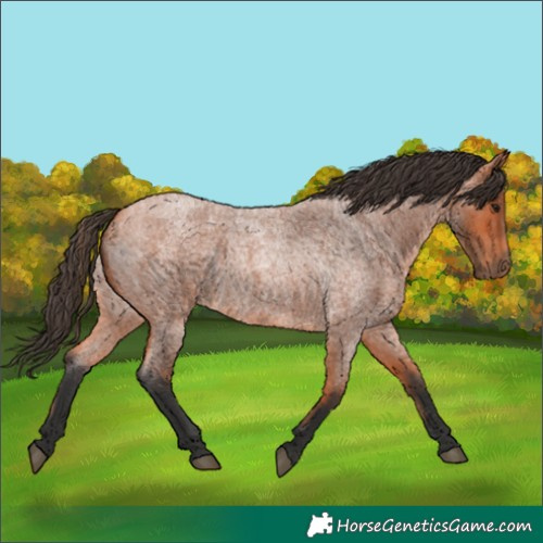 Horse Color:Bay Roan 
