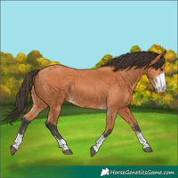 Horse Color:Bay 