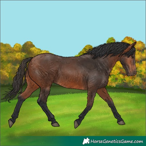 Horse Color:Bay 