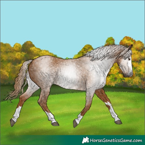 Horse Color:Gray Chestnut 