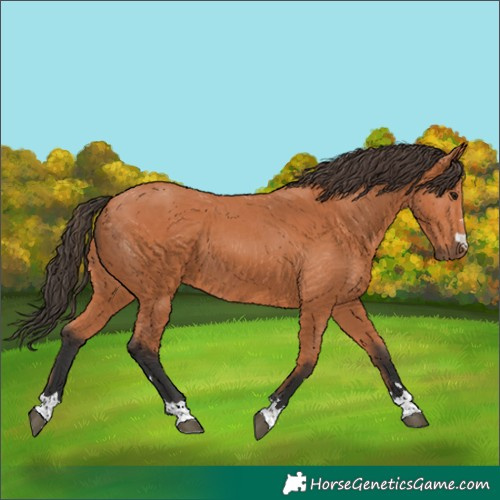 Horse Color:Bay 