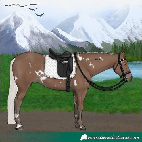 Horse Color:White Spotted Silver Black Rabicano 