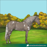 Horse Color:White Spotted Silver Grullo Rabicano 