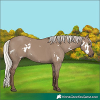 Horse Color:White Spotted Silver Grullo Rabicano