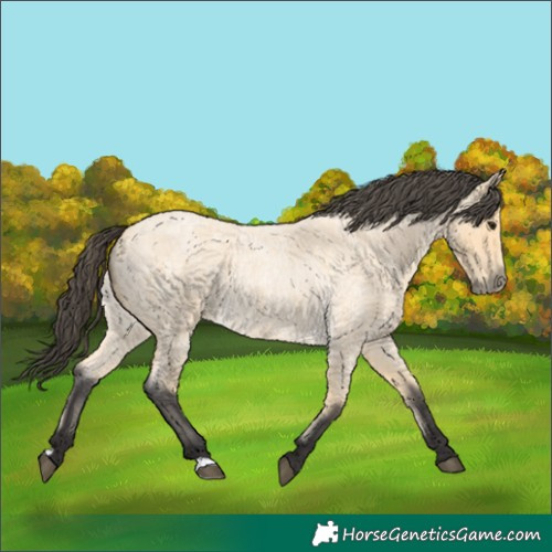 Horse Color:Buckskin Roan 