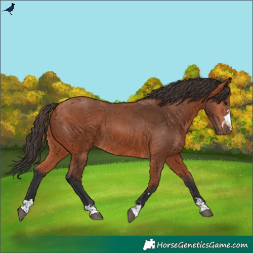 Horse Color:Bay 