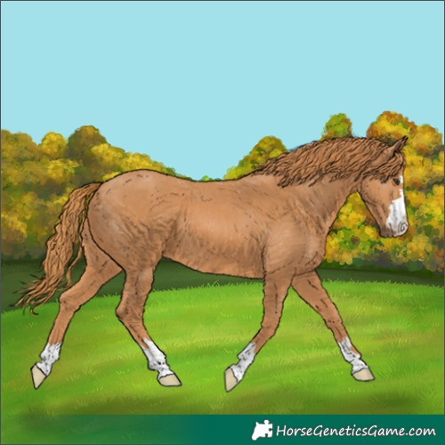 Horse Color:Chestnut 
