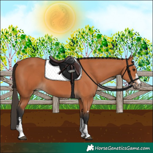 Horse Color:Bay 