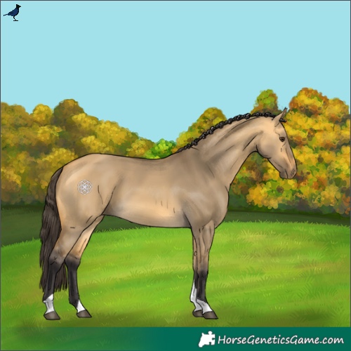 Horse Color:Buckskin Dun Tobiano 