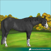 Horse Color:Black Rabicano  and Black Splash Rabicano 