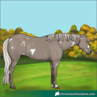 Horse Color:White Spotted Silver Grullo Rabicano 