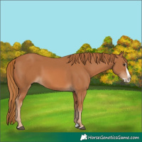 Horse Color:Chestnut Splash 