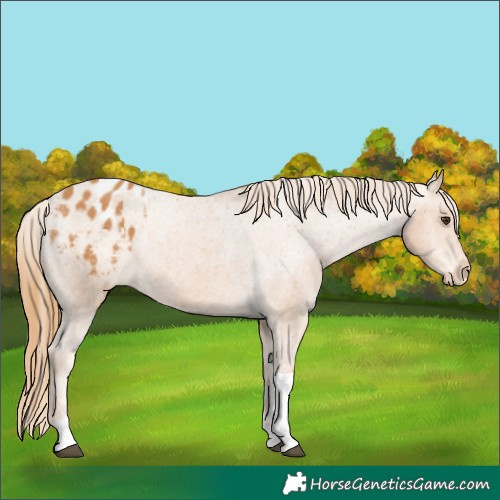 Horse Color:Chestnut Tobiano Appaloosa