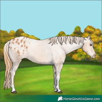 Horse Color:Chestnut Tobiano Appaloosa 