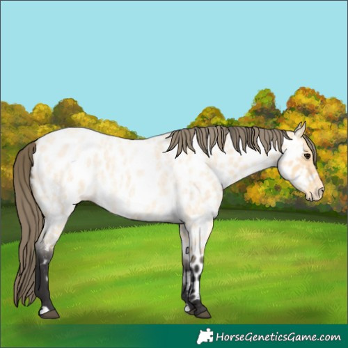 Horse Color:Buckskin Roan Near Leopard 