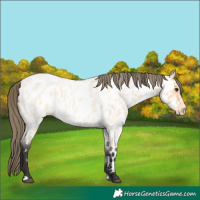 Horse Color:Buckskin Roan Near Leopard 