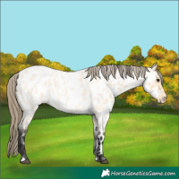 Horse Color:Buckskin Roan Appaloosa