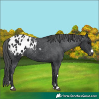 Horse Color:Black Appaloosa Rabicano 