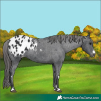 Horse Color:Black Appaloosa Rabicano 