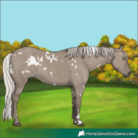 Horse Color:White Spotted Silver Grullo Rabicano