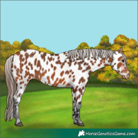 Horse Color:Bay Appaloosa