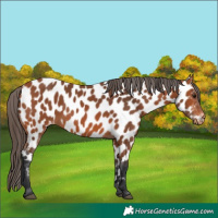 Horse Color:Bay Near Leopard 